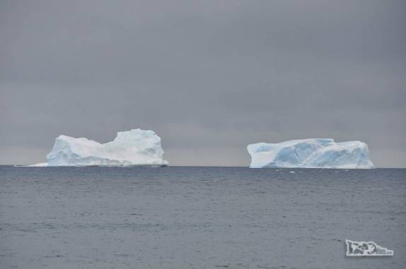 Icebergs na baía de Brown Bluff, na Antártida